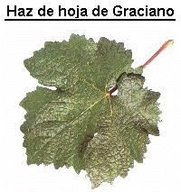 Haz de la hoja del Graciano