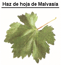 Haz de la hoja de la Malvasia