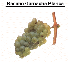 Racimo de Garnacha Blanca