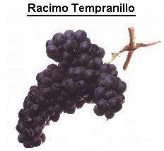 Racimo de Tempranillo